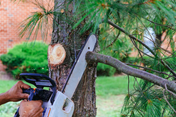 Depew, NY Tree Services Company